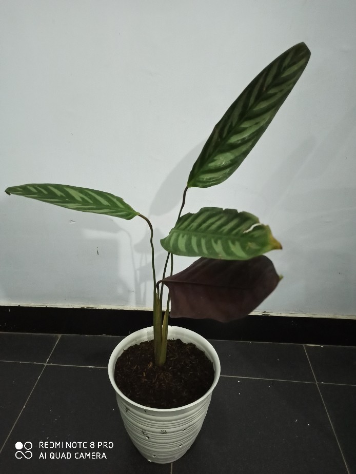 Tanaman Hias Calathea Sentosa