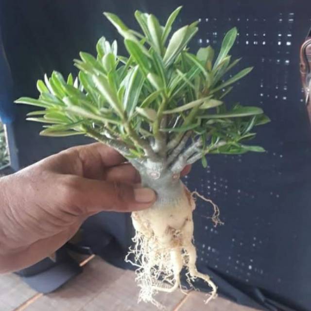Bibit bunga hidup Kamboja Jepang/adenium godji /Bonsai Bluewhite adenium arabicum adenium tumpuk FLO-3