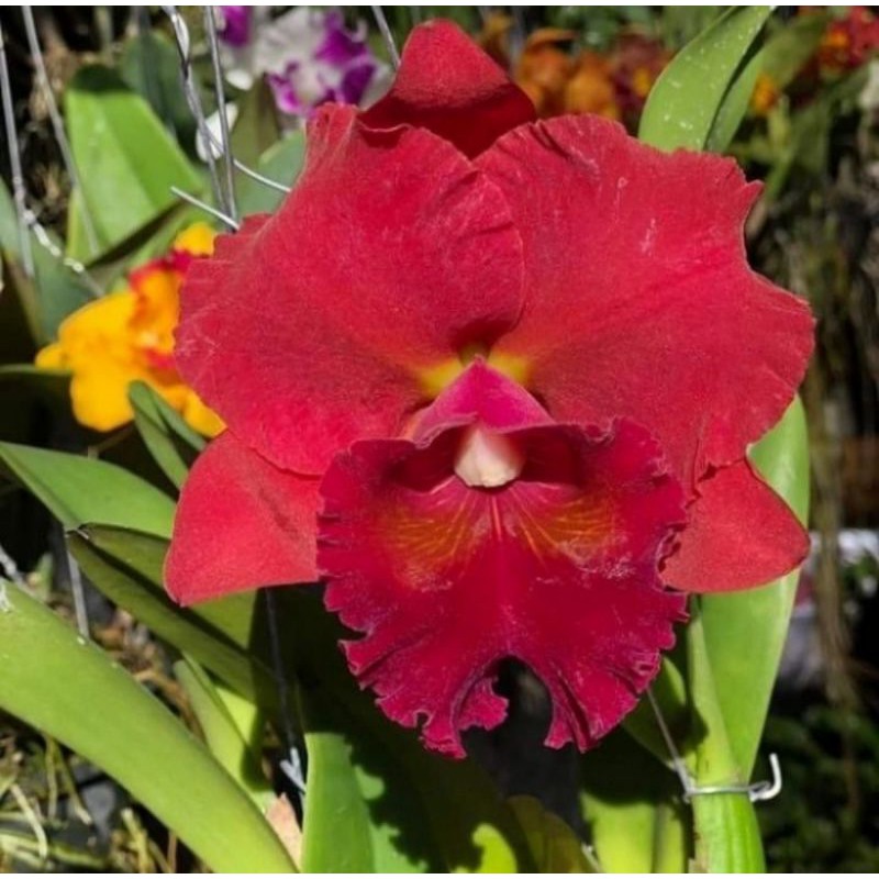 Pohon Anggrek Cattleya Bunga Merah Dewasa Siap Spike