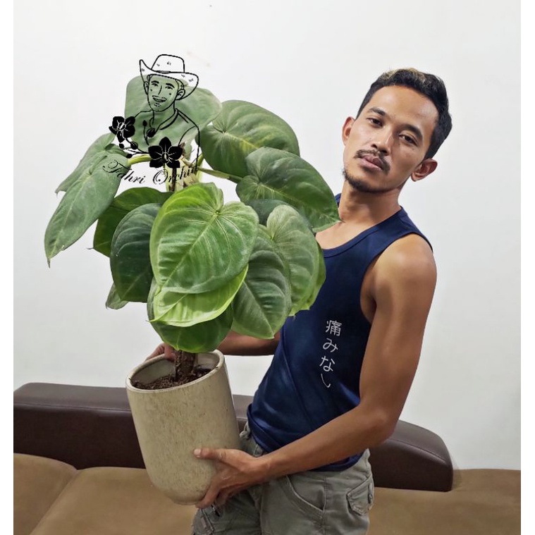 FahriOrchid - Syngonium frosted heart / Macrophyllum