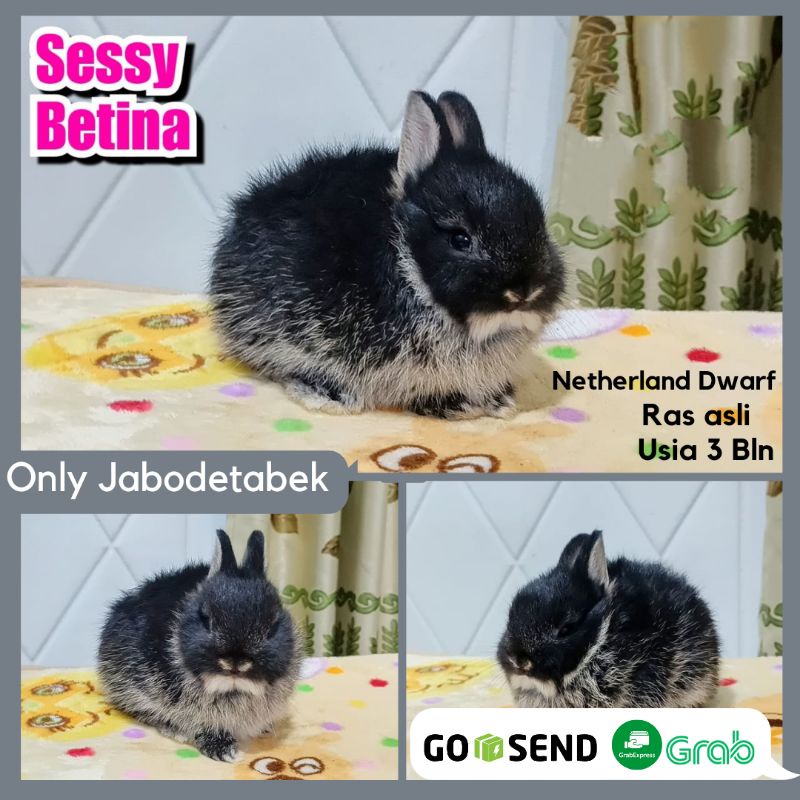 KELINCI HIAS NETHERLAND DWARF HEWAN PELIHARAAN BERKUALITAS  KELINCI RABBIT BUNNY