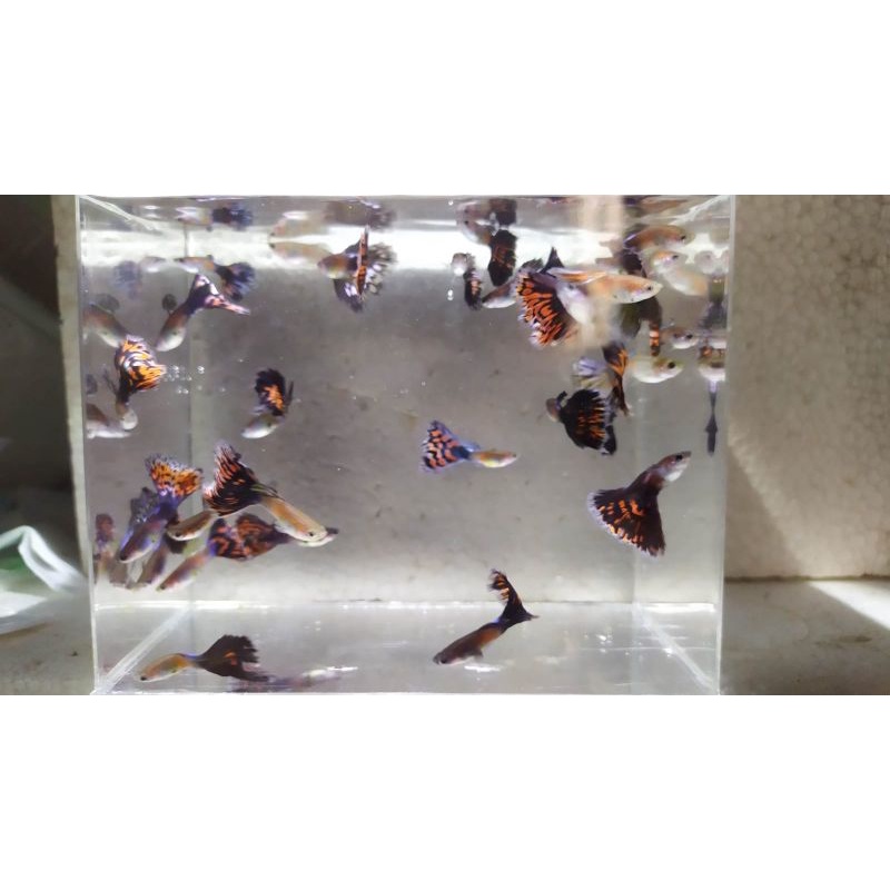 Ikan Hias Guppy Murah / Ikan Hias / Ikan Hias Guppy Cendolan