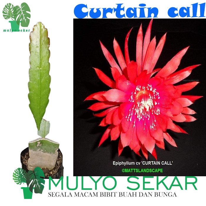 tanaman wijaya kusuma curtain call Bibit bunga besar Epiphyllum