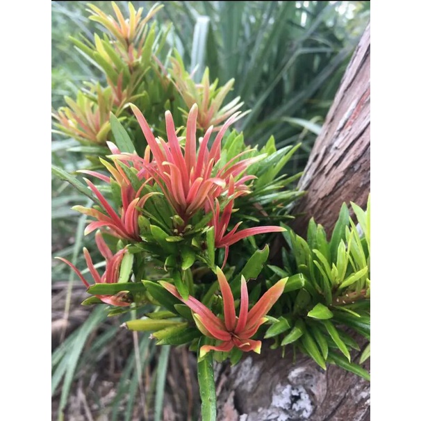 Lohansung pupus merah | bonsai lohansung | bahan bonsai import| bibit bonsai lohansung