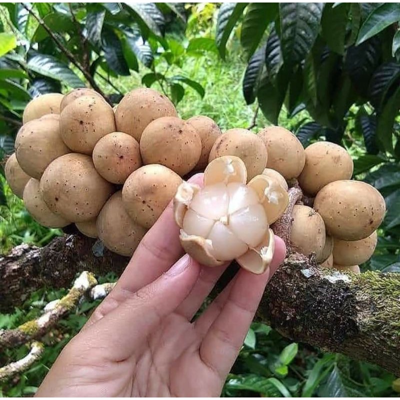 bibit buah duku palembang
