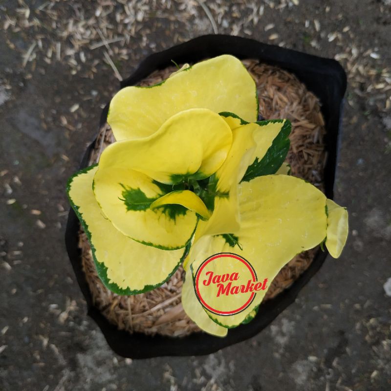Apel Puring Kuning Puring Telur Tanaman Hias Shopee Apel Puring Kuning Puring Telur Tanaman Hias Shopee