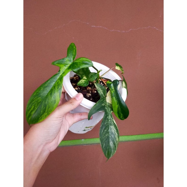 Florida Beauty Variegata