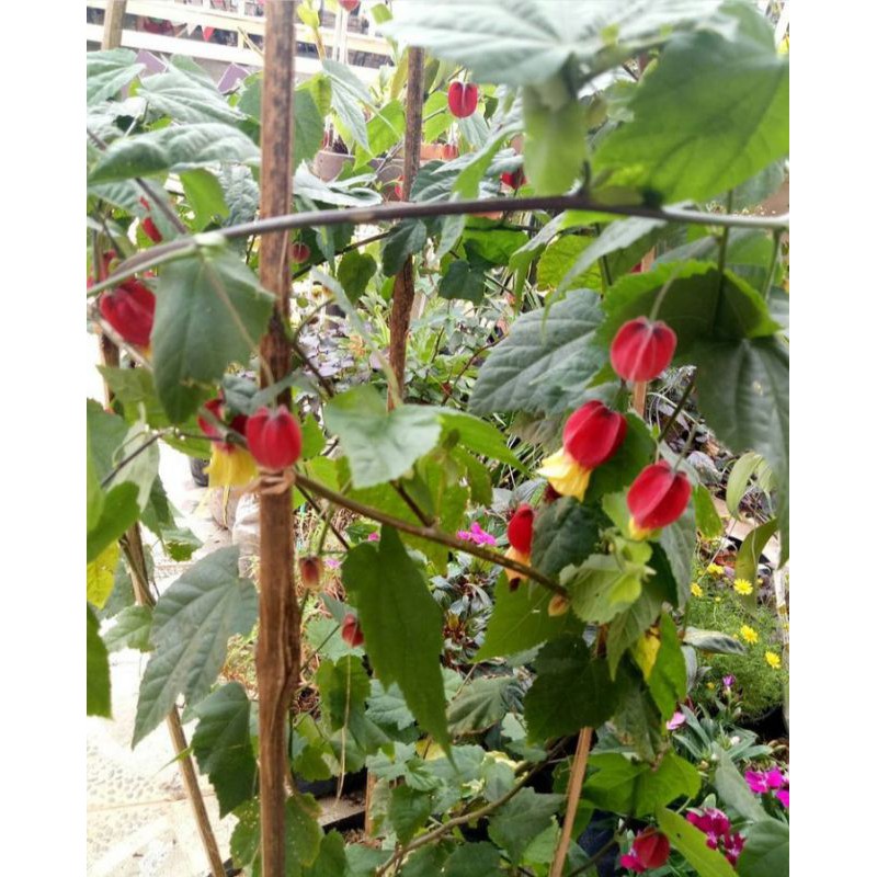 tanaman hias bunga gantung lampion (merah-kuning) / bunga lampion merah-kuning / bunga anting-anting