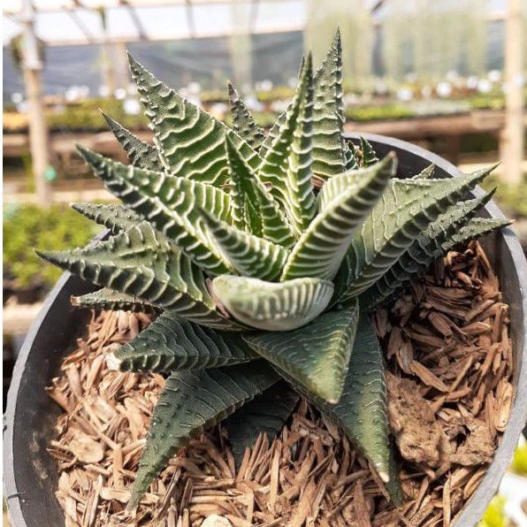 Sukulen Haworthia Limifolia Varigata Biasa