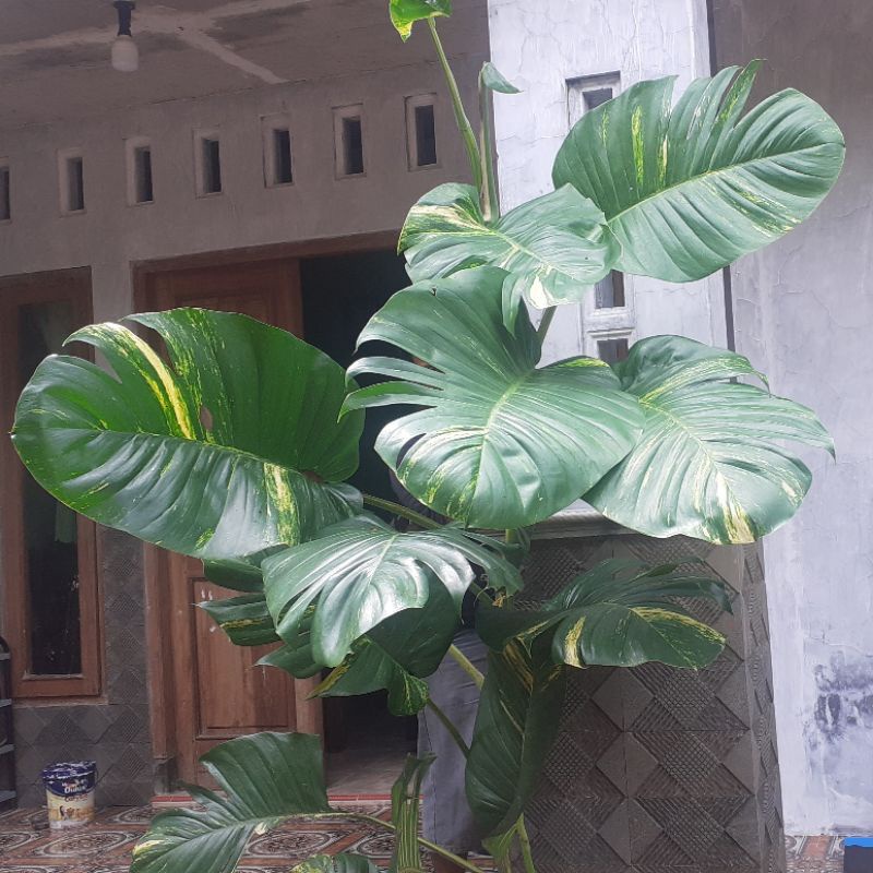 Monstera varigata King Bonggol /Giantsrigading