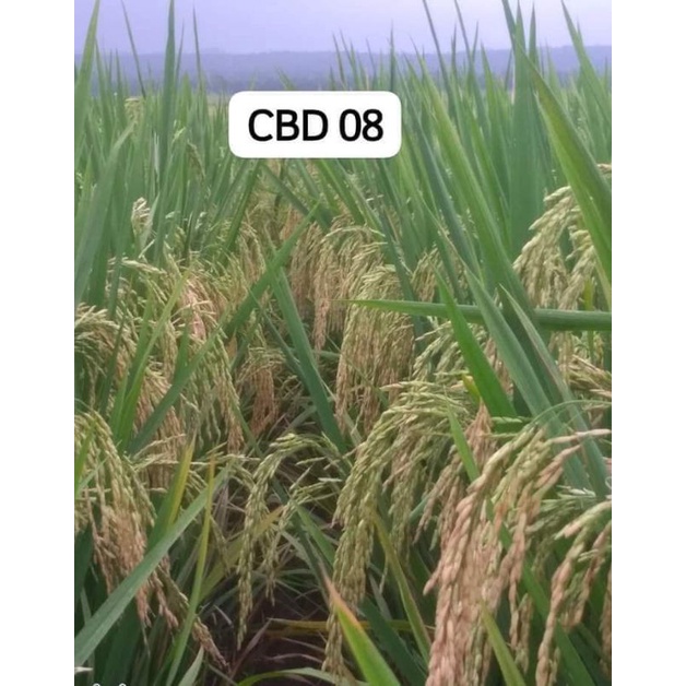 benih padi CBD 08 5kg