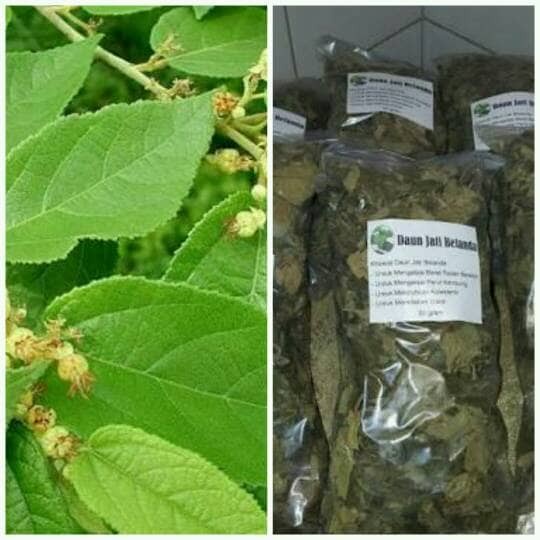 

Daun Jati Belanda Kering 250 gr (1/4 kg) Asli Ori Untuk Pelangsing Tubuh