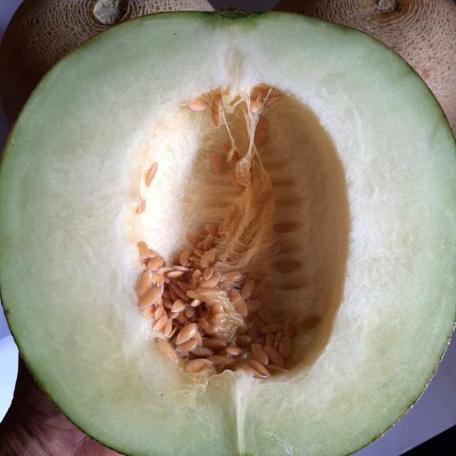 Melon madu ngawi