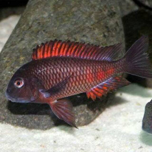 Red Moliro Tropheus Cichlid SP Lake Tanganyika