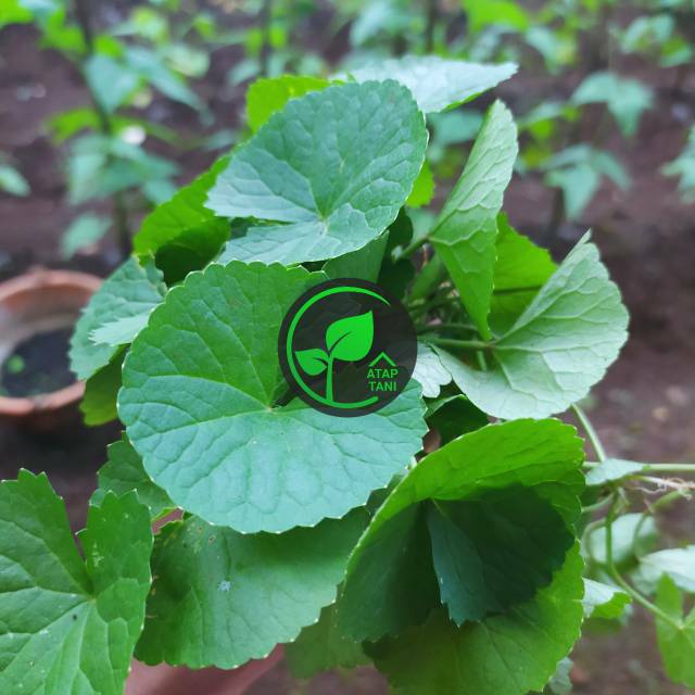 

DAUN PEGAGAN/ANTANAN SEGAR 500gram