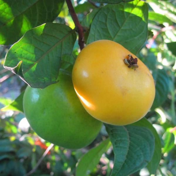 Bibit Buah Araza - Tinggi 40cm