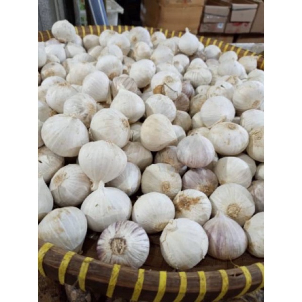 

Bawang putih tunggal