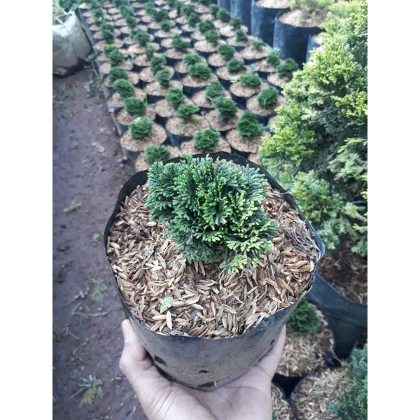 tanaman hias cemara hinoki mini / cemara hinoki cypres green