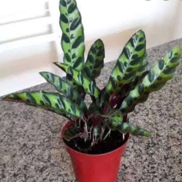 Tanaman Hias Calathea Ekor Ayam Shopee Indonesia