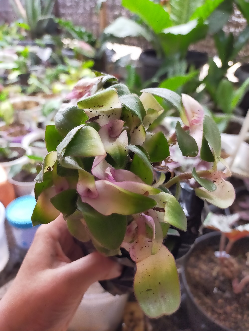 Tanaman Hias  Gantung Kribo