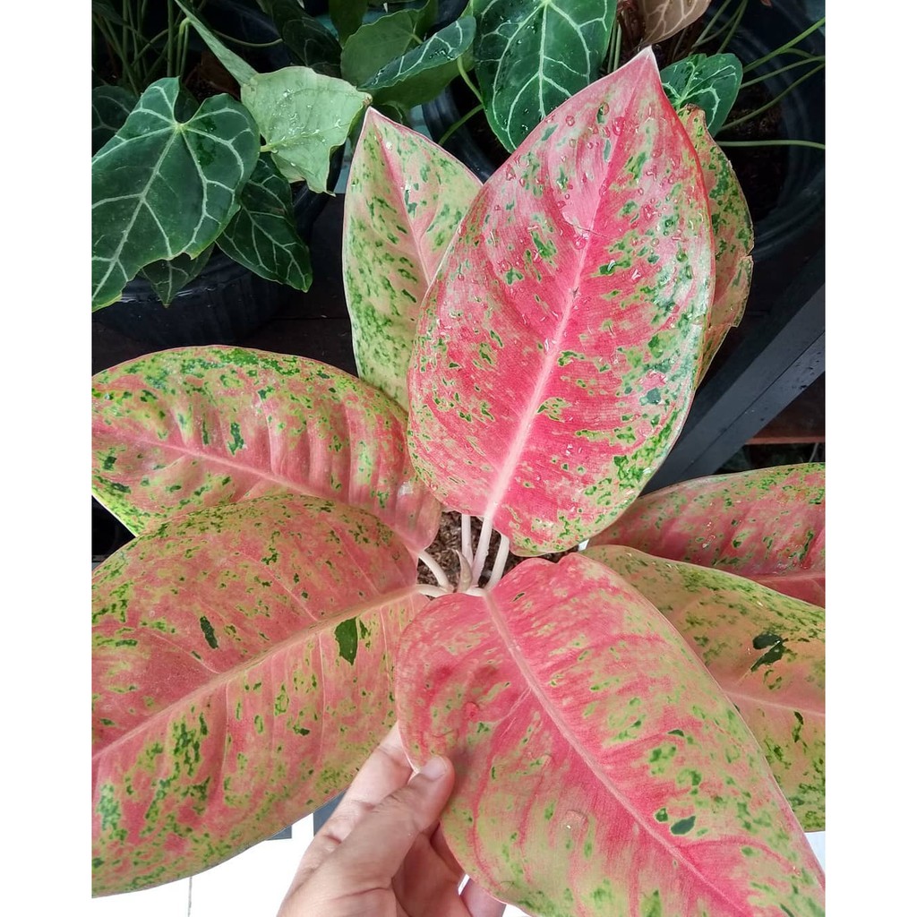 Tanaman AGLONEMA BIG ROY LULAIWAN Ukuran Besar Induk Tanaman AGLONEMA BIG ROY LULAIWAN Ukuran Besar Induk