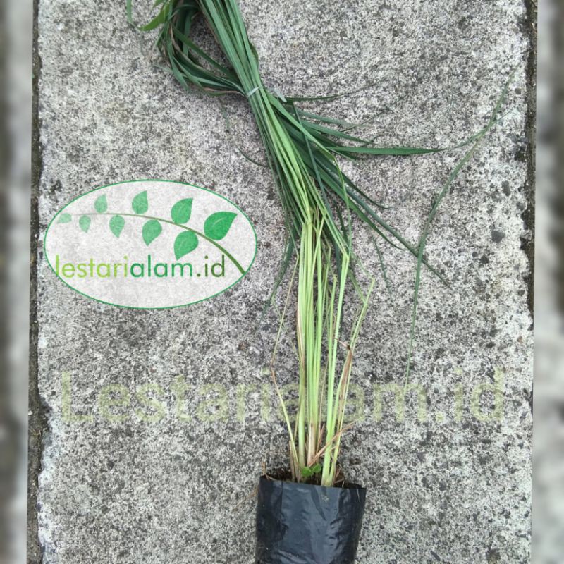 Bibit tanaman pohon sereh sayur bibit tanaman sereh sayur