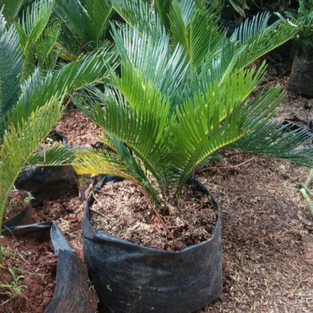 POHON PALM SIKAS - bibit tanaman palm sikas