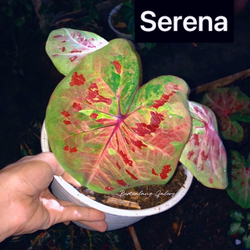 indukan keladi hias serena caladium serena h 02 rawatan sesuai gambar item tunggal