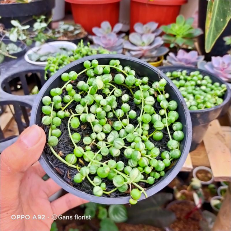 tanaman string of pearl