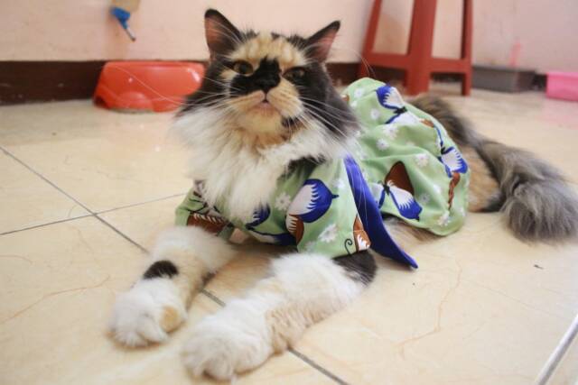 Dress hanbok kupu-kupu hijau lucu untuk kucing dan anjing size S M L XL