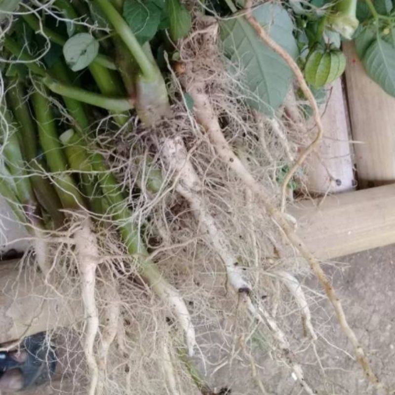 

Akar+batang+buah ciplukan fress