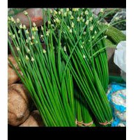 

Kembang bawang kembang putut