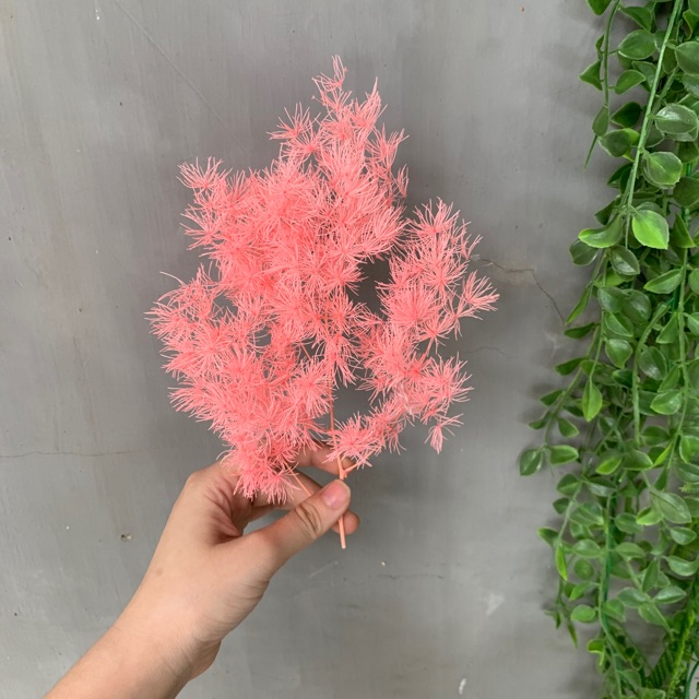 Asparagus bintang, preserved