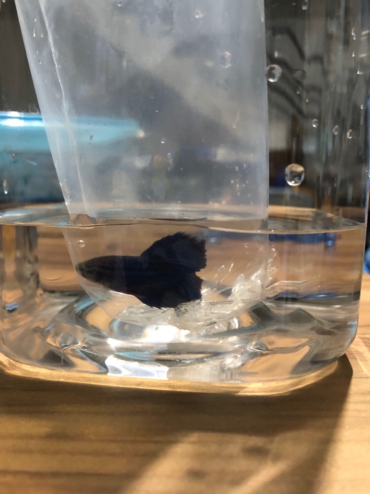 Daun Ketapang Merah Kering