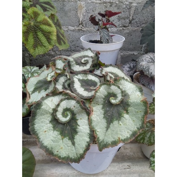 Tanaman Hias Begonia Rex Keong Escargot dan Begonia rex ungu, pink, merah