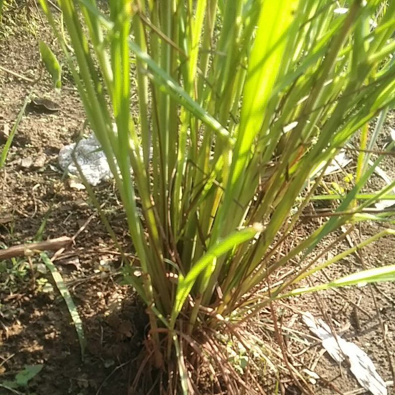 

sereh sayur satu ikat