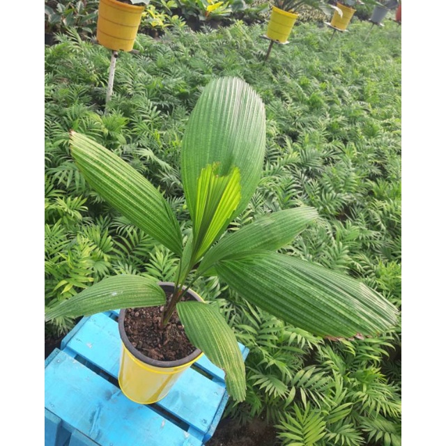 Tanaman palem chol - hiasan taman - tanaman palem chol