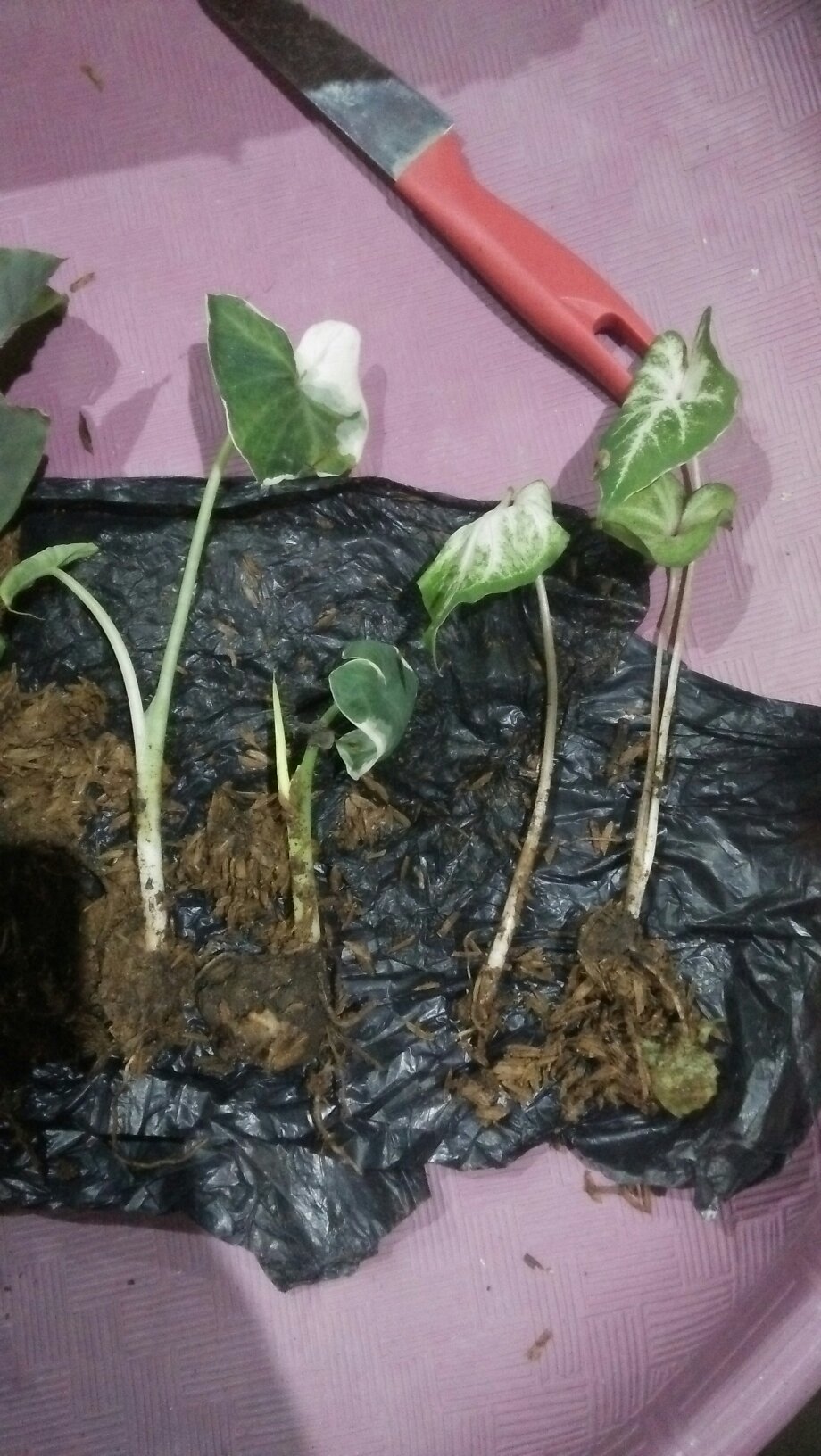 Keladi Kantong Semar Tanaman Hias