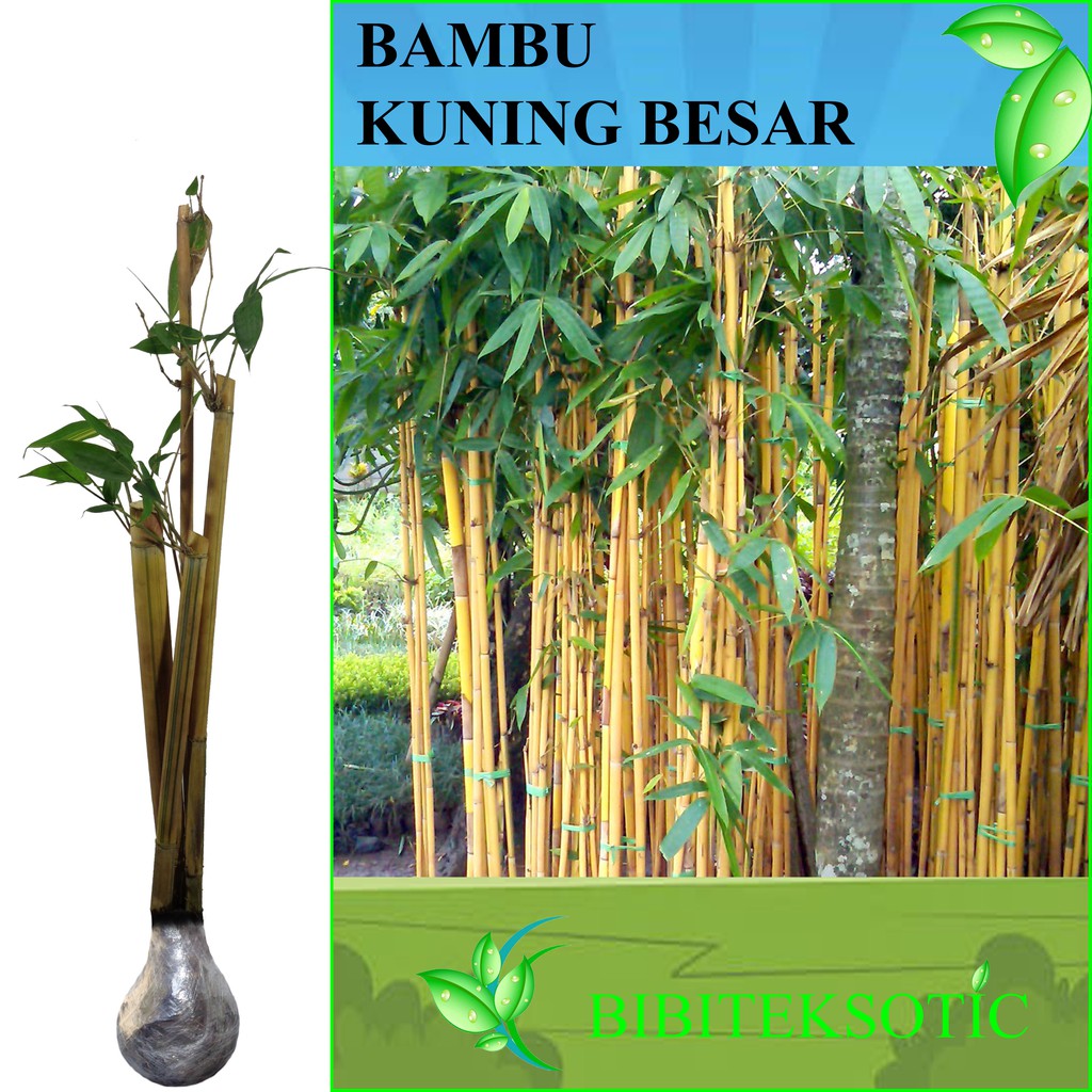 Tanaman Bambu Kuning Besar (Tinggi 40-60 cm)