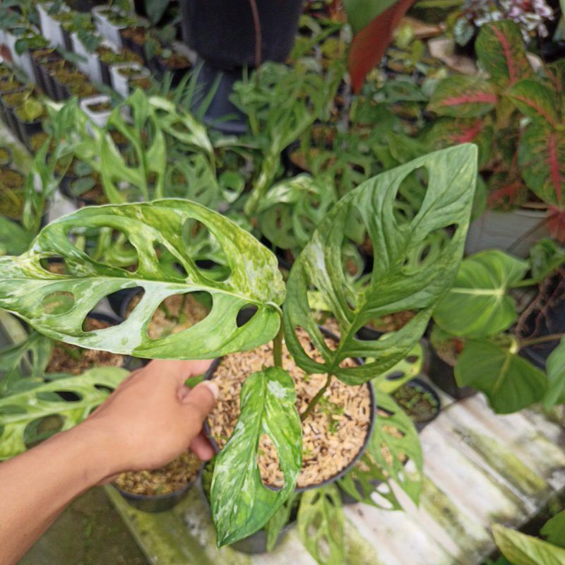 janda bolong varigata lokal