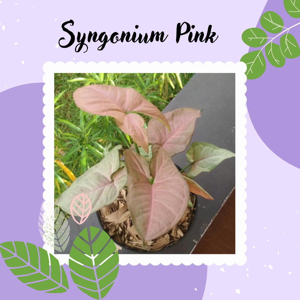 Tanaman Syngonium Hias Syngonium Pink Syngonium Pink
