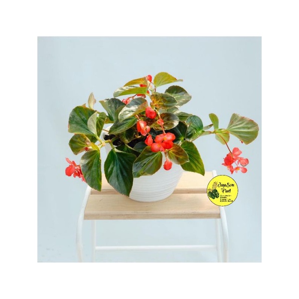 TANAMAN HIAS BUNGA BEGONIA MERAH + POT PUTIH