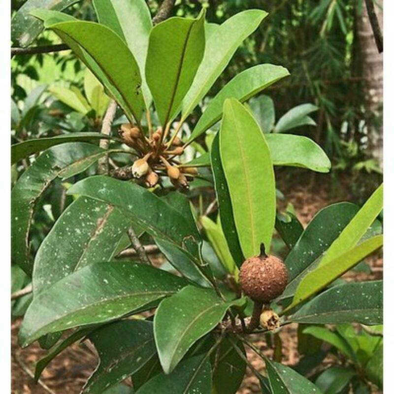 Bibit Sawo Alano Jumbo Sudah Berbuah