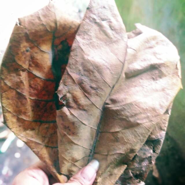 

Daun ketapang pantai