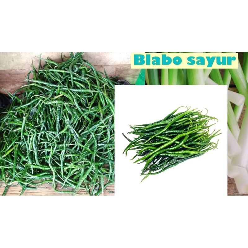 

Cabe Hijau Keriting Gunung Singgalang & Merapi