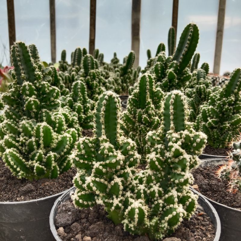 

cereus peruvianus florida