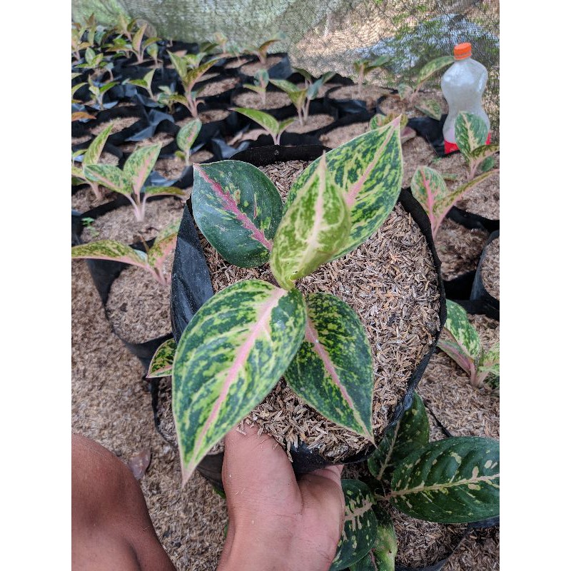 AGLAONEMA TWINKEL PINK