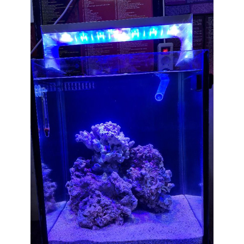 Lampu Aquarium Laut DIY