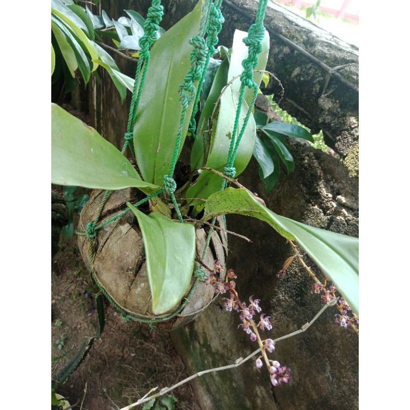 Anggrek hutan bunga ungu kecil