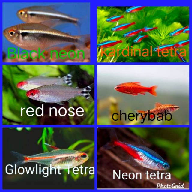 zafara_betta108
